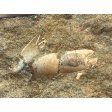 Protocallianassa antiqua